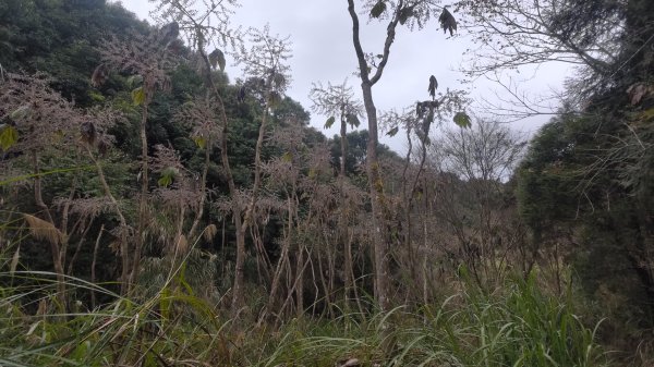 雪見遊戲區盡尾山二本松山2702680