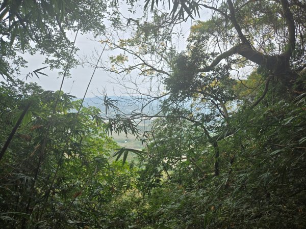 2026-02-01 靈山古道2991725