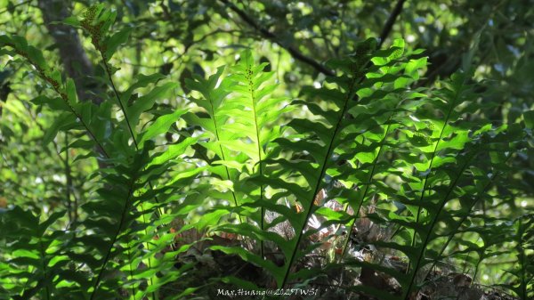 《台中》落雨松季｜石岡挑物古道O繞下情人木橋202501122687635