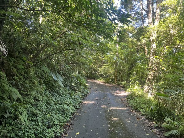 [皮皮獅Hike客任務-07/10] 2024_0831 大山背麒麟步道2586100