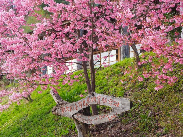 [新竹]司馬庫斯神木步道527189