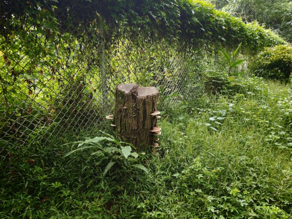 [淡蘭古道] 2026_0523 南路第一段_福州山步道3069345