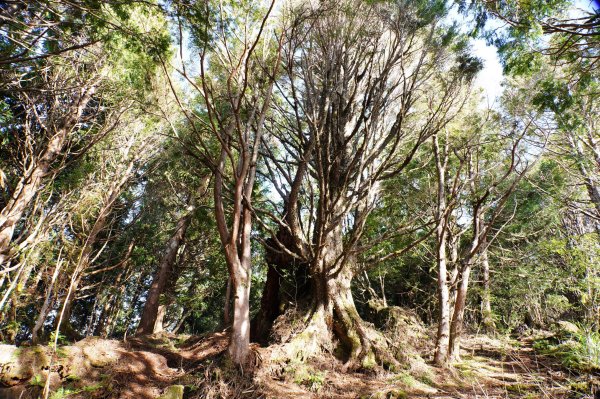 宜蘭 大同 三星山2890396