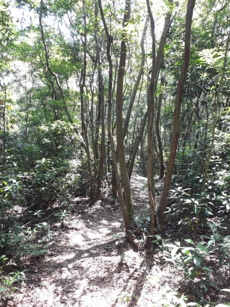 彰化芬園挑水古道碧山古道20190630620224