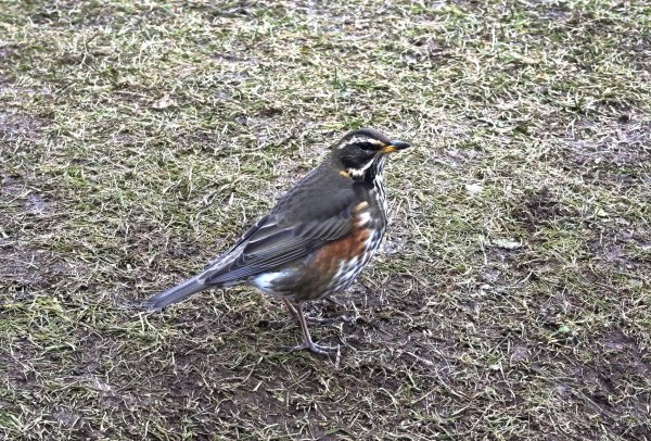 [紐約馬之行-50] 2025_1109~11 回到冰島/美國