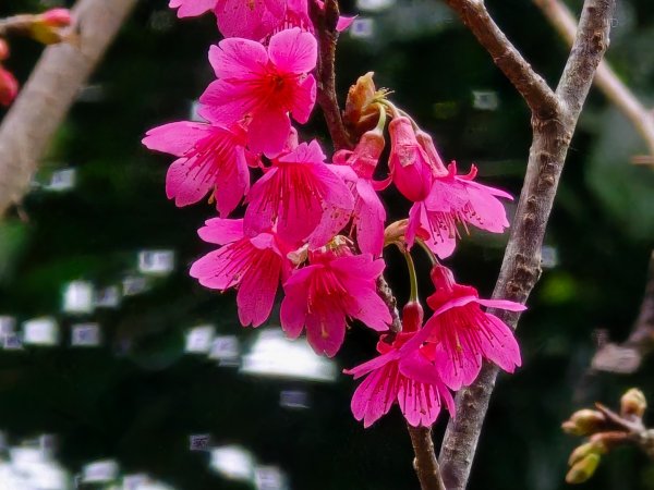 台中大坑9號／9之1／6號／7號O繞3連峰（西平山／平和山／大山母山）2709820