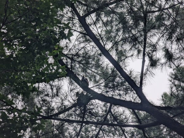 2025.07.20－霄裡好風光：大湳森林公園&亮亮健康樂園2841536