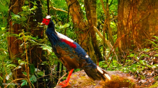 #新店四十份 #翡翠水庫壩頂 #夜景 #曙光 #雲海 #雲瀑 #藍腹鷴 8/62852926