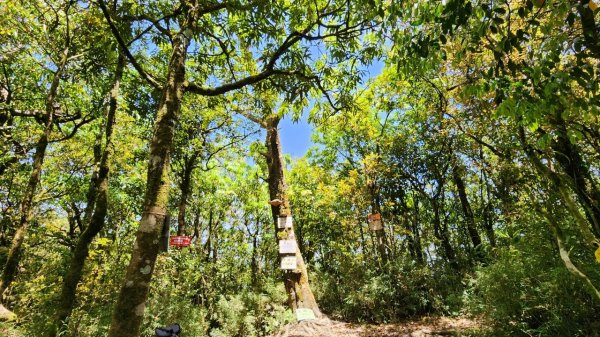 【中級山】與山毛櫸的邂逅，逐鹿山2742670