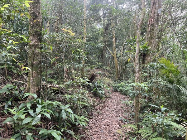 [屏步青雲 尋寶任務-02/10] 2024_0916 尾寮山登山步道2597399