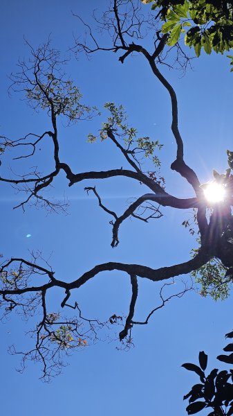 【四大天王山O型縱走未竟之旅：封山中的靜謐與省思】解鎖嘉義竹崎四大天王山、知鳥山。2929904