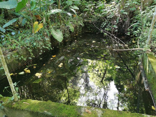 德芙蘭生態步道-綠蔭遮陽，涼風徐徐避暑道1049626