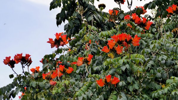 東勢林業文化園區2647967