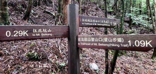 【中級山縱走】觀雪縱走（雪見大板根，仰天神木，北坑山，司馬限林道）2741253