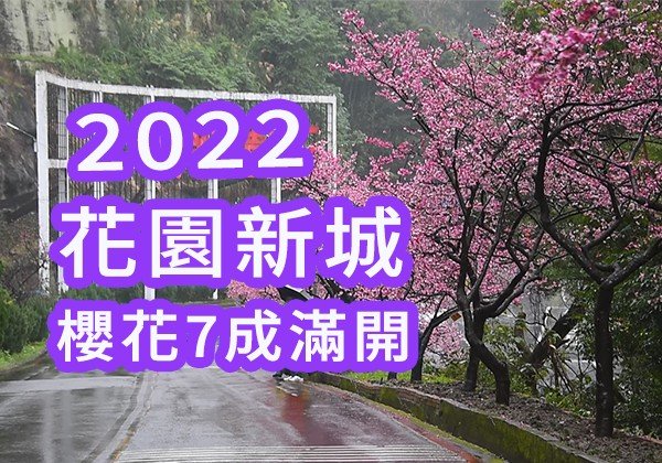 【2022 櫻花特輯 | 花園新城 櫻花開滿七成以上 | 緋寒櫻 | 台北櫻花】