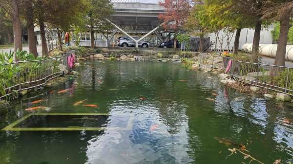 20251229龍潭大池自行車道-三林自行車道-名人棒球堂飯店-石門大草坪-林埤古道-石門水庫2974590