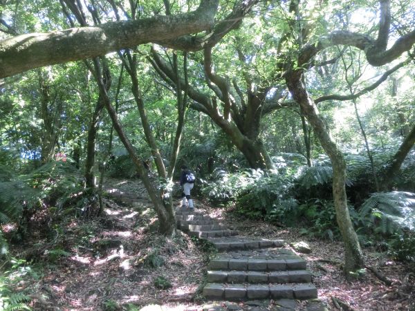 七星山主東峰．七星公園．冷苗步道331868