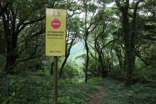 陽明山  菜公坑山 反經石   水車寮步道。林木蓊鬱  豐富的蕨類植披，絕佳避暑古道2174023