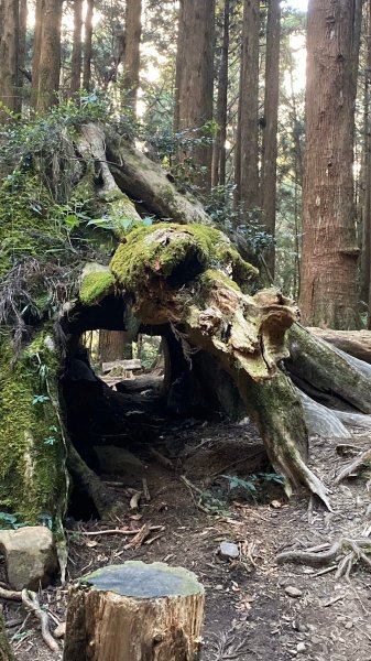 阿里山特富野古道1180071