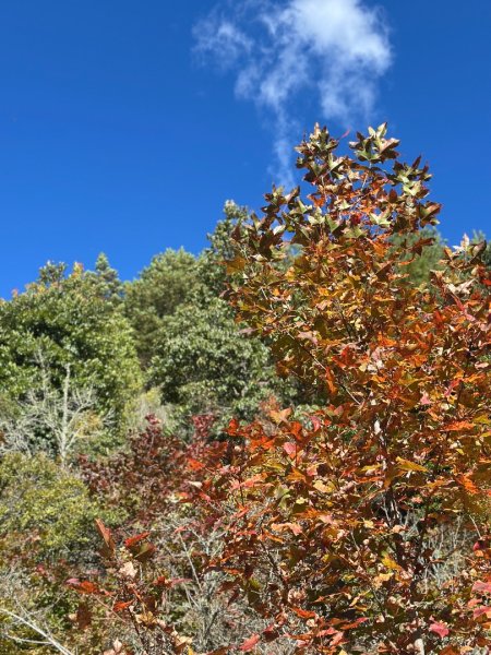 馬武霸下武陵2962342