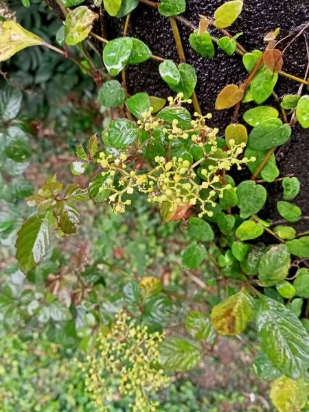 基隆河右岸尋花問草2091134