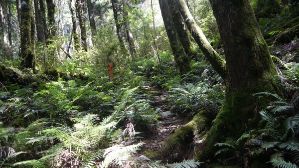 三星山登山健行趣(小百岳85號)1800697