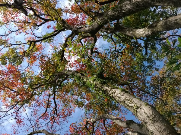 汐止區北港山+拱北殿楓情O型2976004