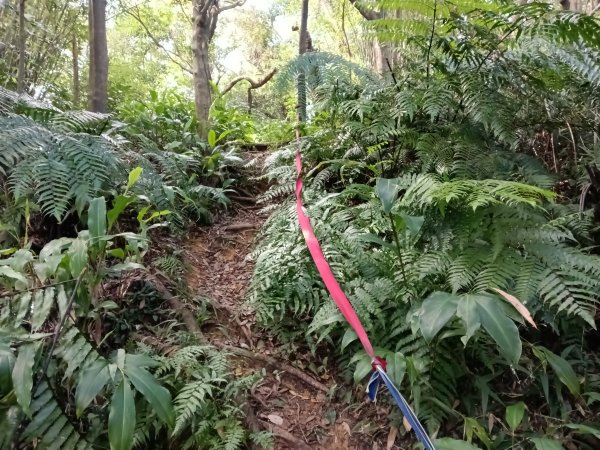 基隆市/萬里區界寮縱走之三界山+三界山西峰+開眼尖山+七分寮山+瑪七產道山泉水接水亭2979567