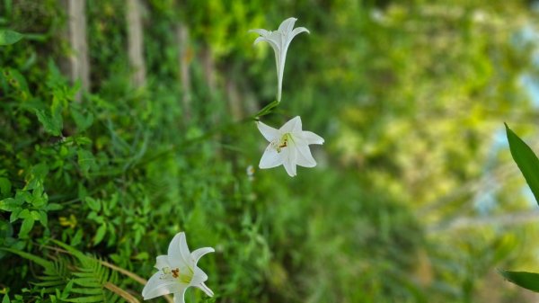 【暑假停課不停走】解鎖第49座小百岳#093都蘭山2822522