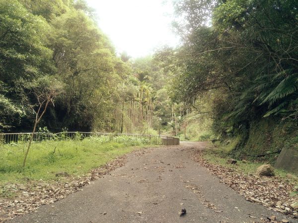 坪林水柳腳步道350662