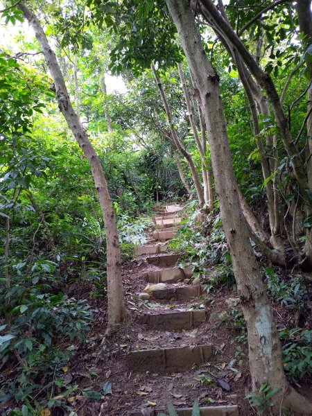 龜山大坑桐花步道-陳厝坑山O形904657