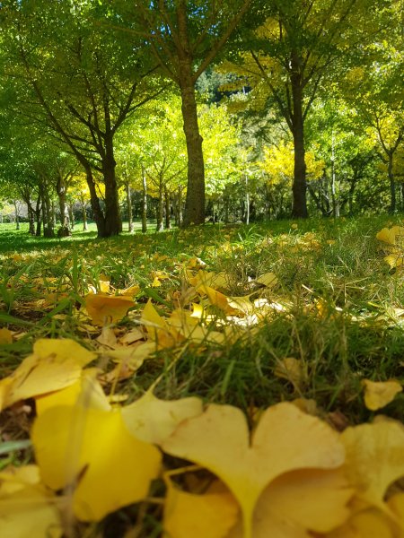 秋色的武陵463382