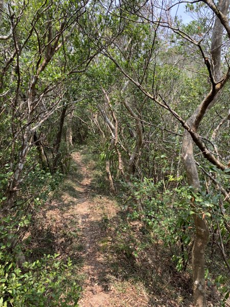 20250404屏東北獅子頭山-霧里乙山2757456