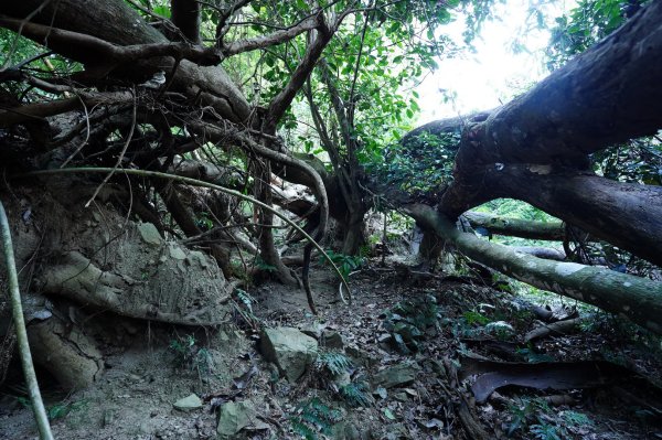 苗栗 泰安 洗水山2399060