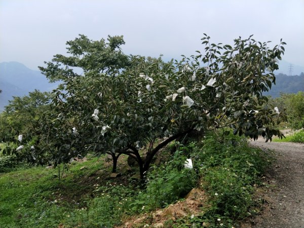 步道巡訪員 l 白毛山步道10月巡訪日誌1119380