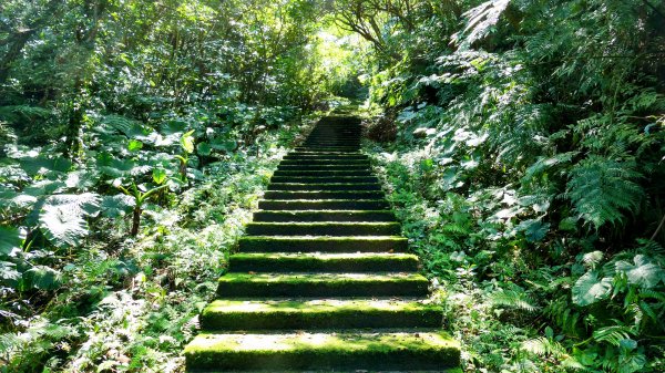 《踏莎行・貓空魯冰花》2710646