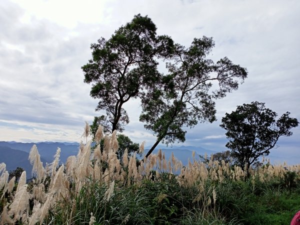 【小百岳集起來】土庫岳芒花飄逸、楓紅絢麗1221959