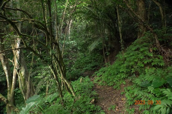 苗栗 大湖 玉女山、金童山、汶水山2301477