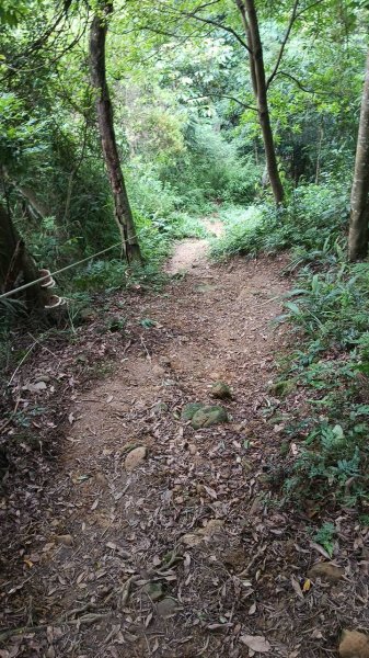 20250607 新竹竹東三山(樹杞林山 - 新具庄山 - 員崠子山)  O型2808913