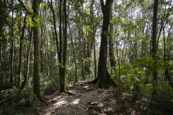 2023.03.11 馬崙山小O、新山遺址(馬崙山步道支線去、斯可巴步道返)2072684