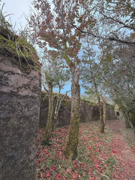 尖石鄉賞楓季-李崠山古堡、秀巒楓景、鎮西堡巨木群2958289