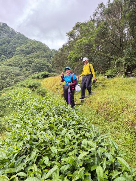 大舌湖山-漁光國小-茶園-虎寮潭吊橋2773594
