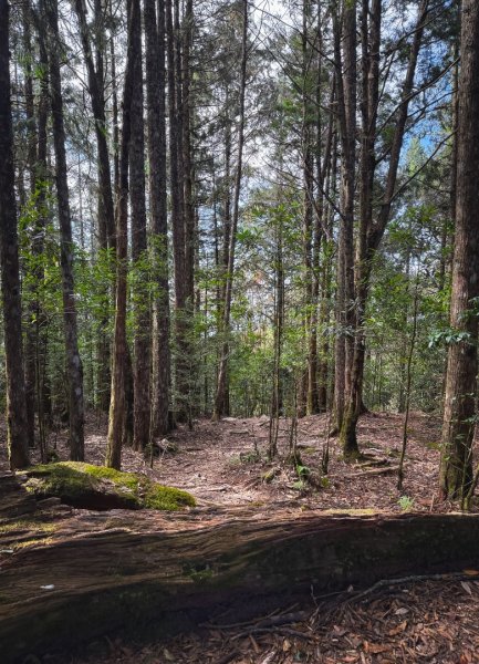 鳶嘴稍來步道賞楓季 ，大雪山門票優惠到12/31！2969555