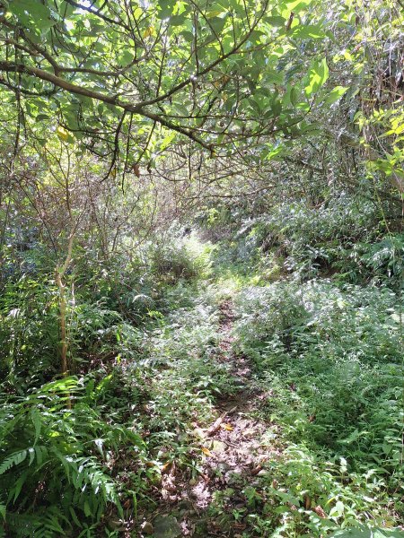 頭城鷹石尖+七兄弟山+外大溪山O形(明山寺起登)202508302876544