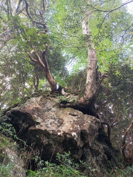 魯壁山-東穗山O型1808584