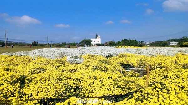 【苗栗】賞花趣~銅鑼杭菊x通霄蒜香藤花廊2945972