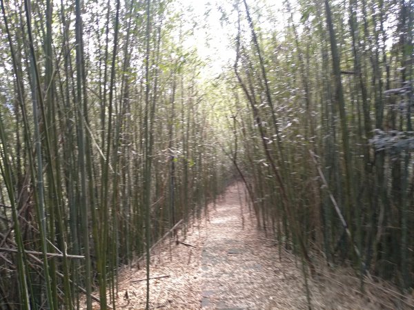 山塘背登山步道-竹林秘境1606265