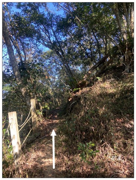 逐鹿古道、雨社山(南投、魚池)2667435