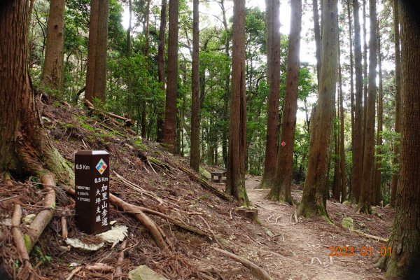 苗栗 南庄 加里山1979959