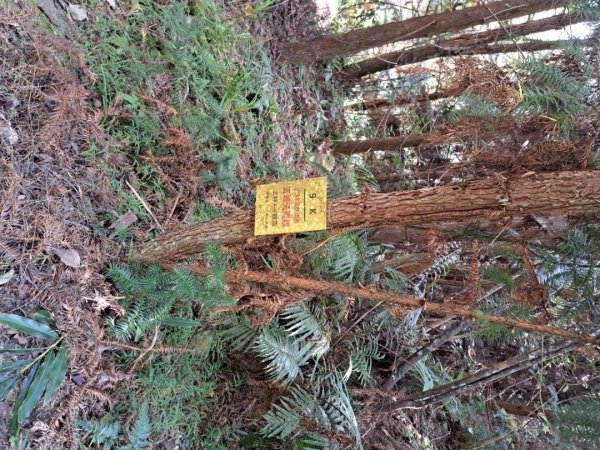 新竹十八尖山，飛鳳山，觀日坪，五指山，鵝公髻山步道3132033